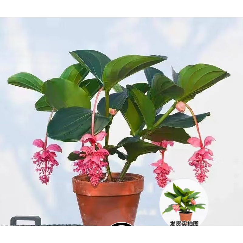 糜岚宝莲灯盆栽 花带花苞耐阴绿植物四季室内外阳台木本花卉